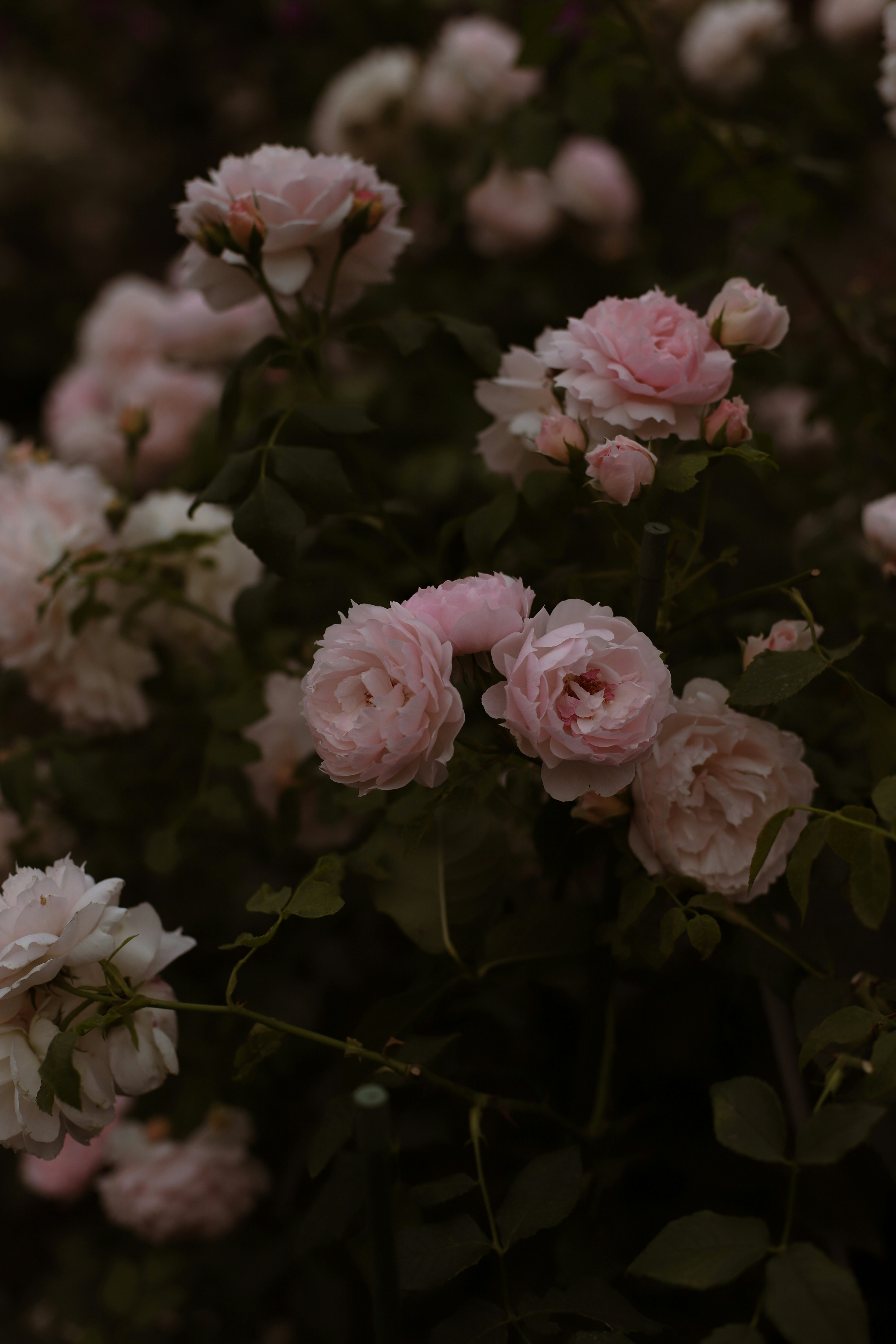 Photo by lapshinakseniia