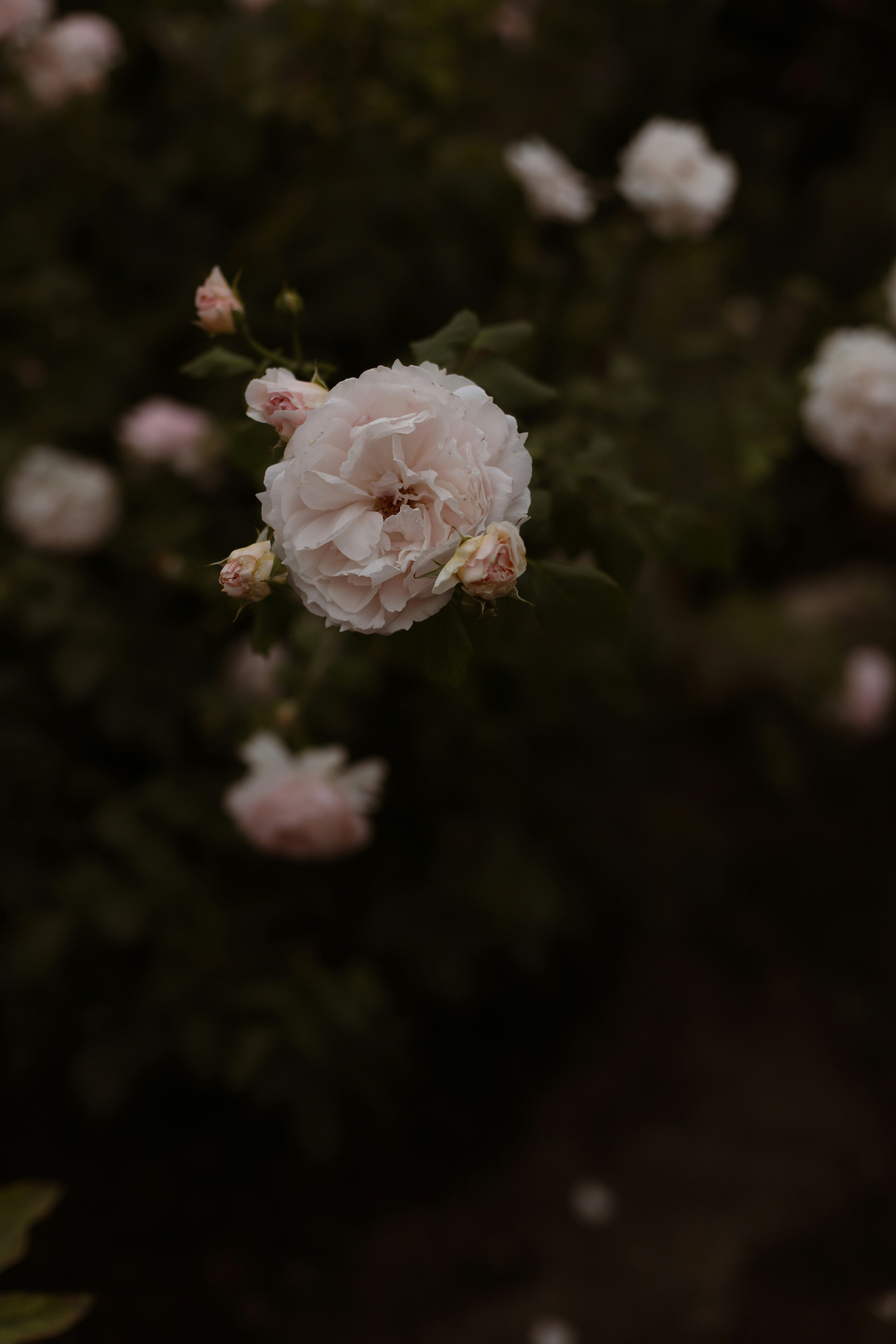 Photo by lapshinakseniia