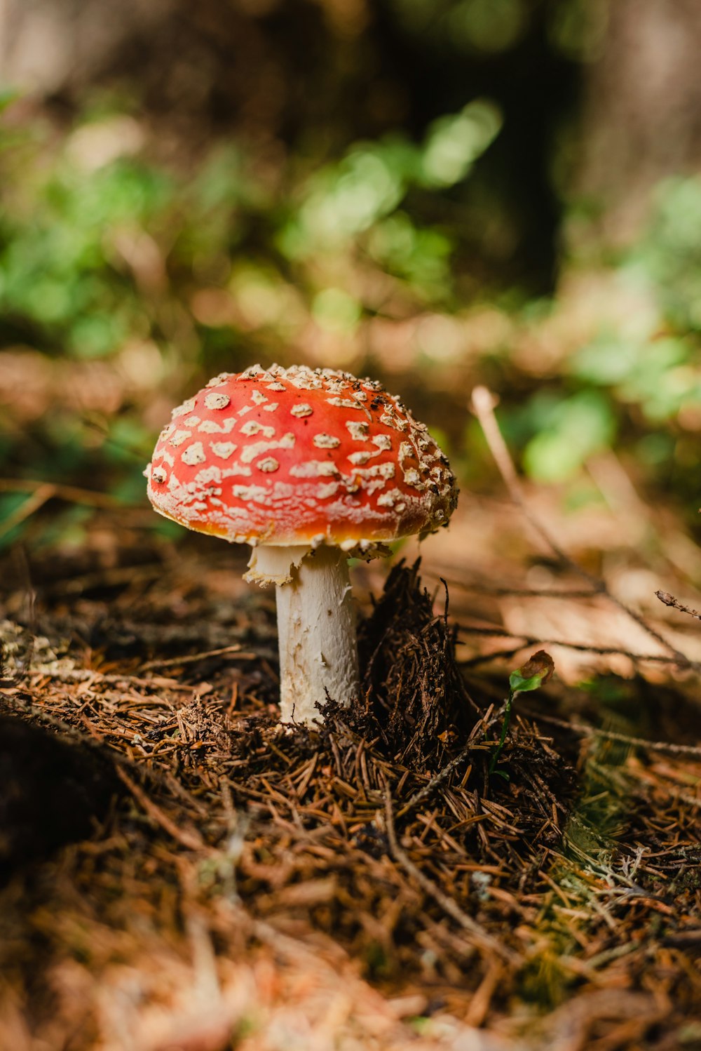 a red and white mushroom