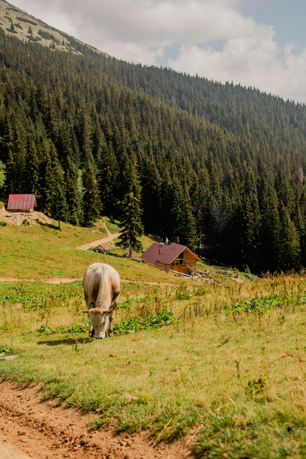 Eine Kuh grast auf einem Feld