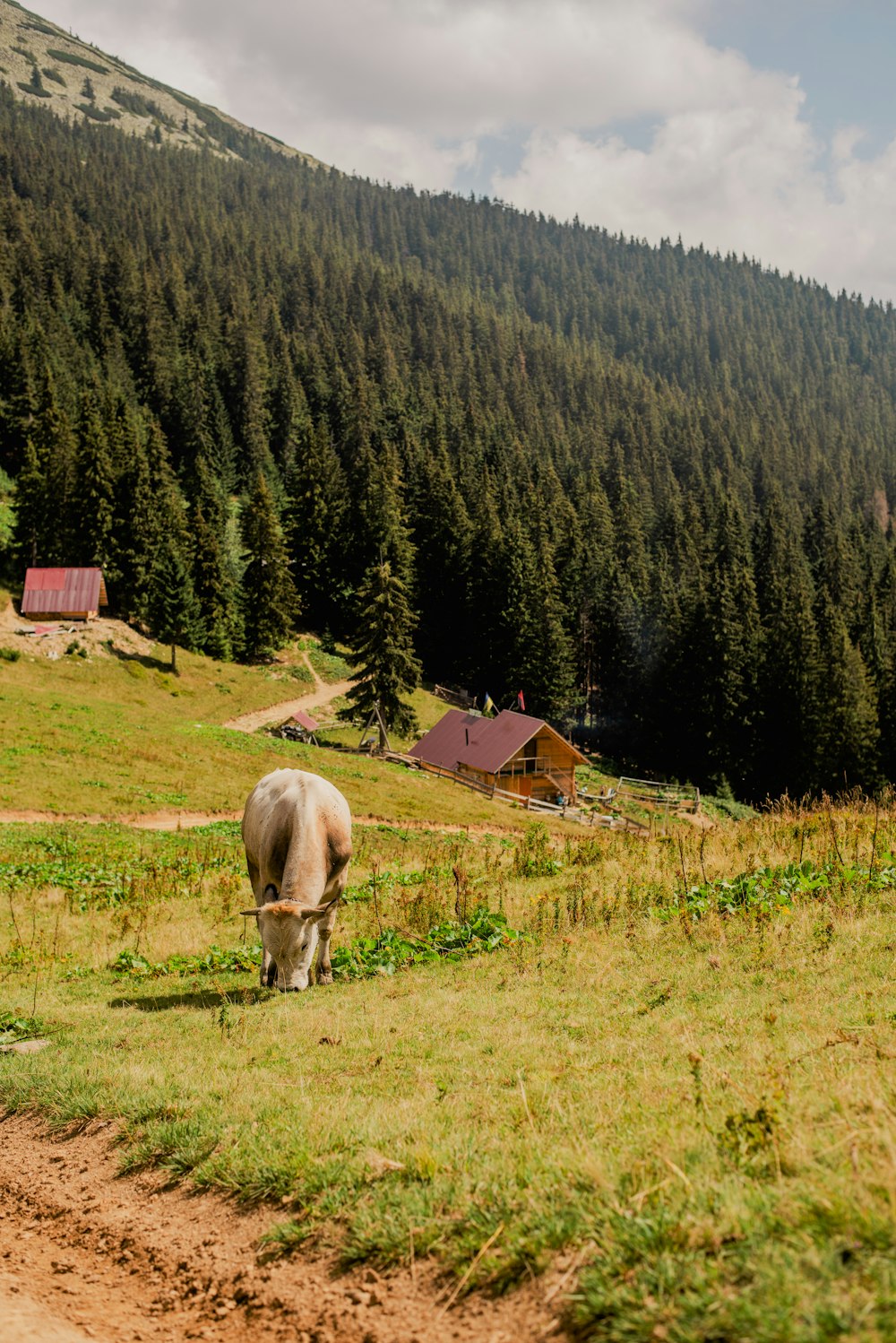 a cow grazing in a field