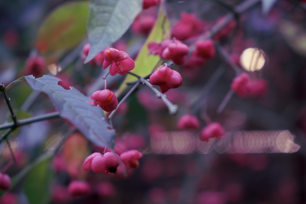 a close up of some flowers