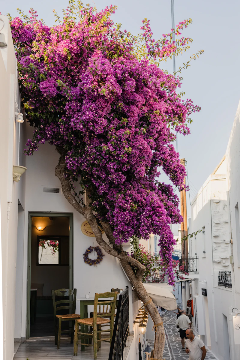 Tree with purple flowers in a village square, Lefkes
