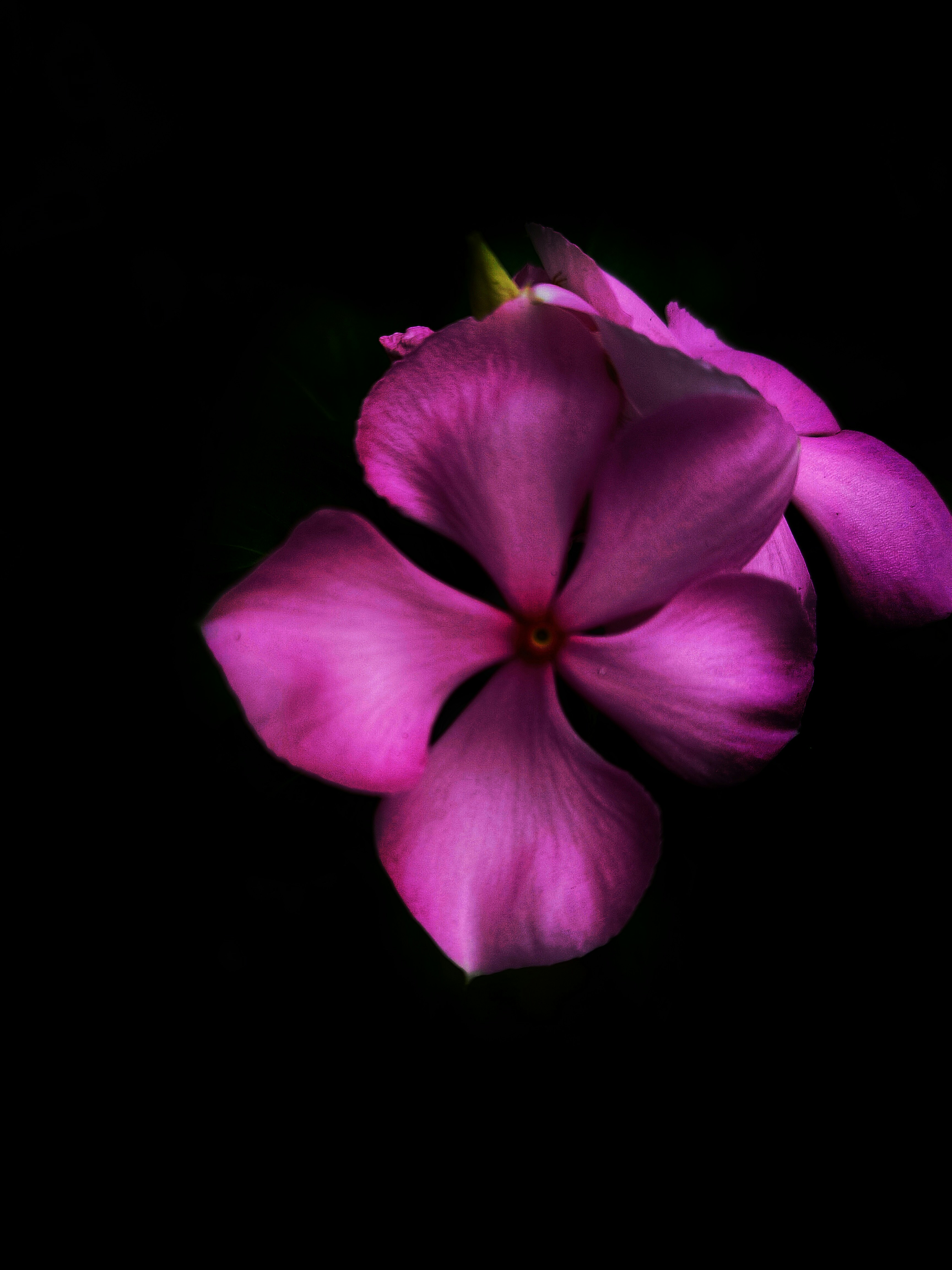 a pink flower with a black background