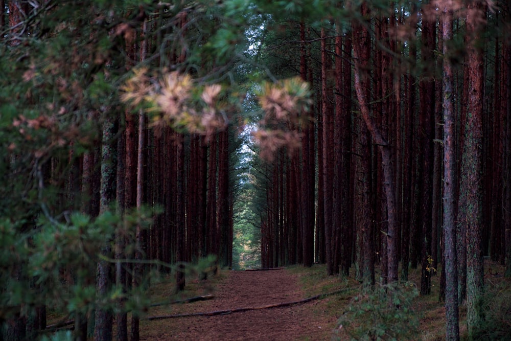 a path through a forest