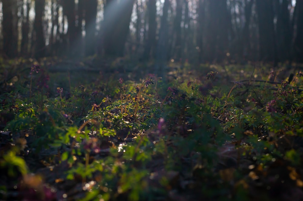 a forest of trees