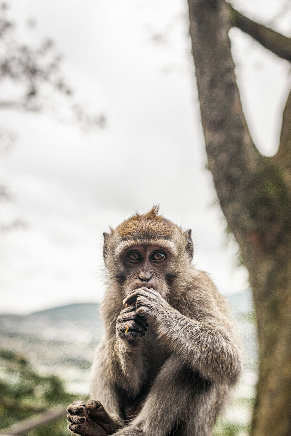 a monkey sitting on a tree