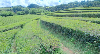 a large field of green plants