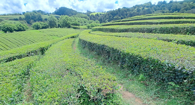 a large field of green plants