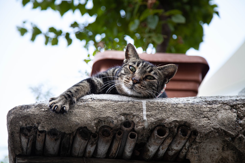 a cat lying on a tree
