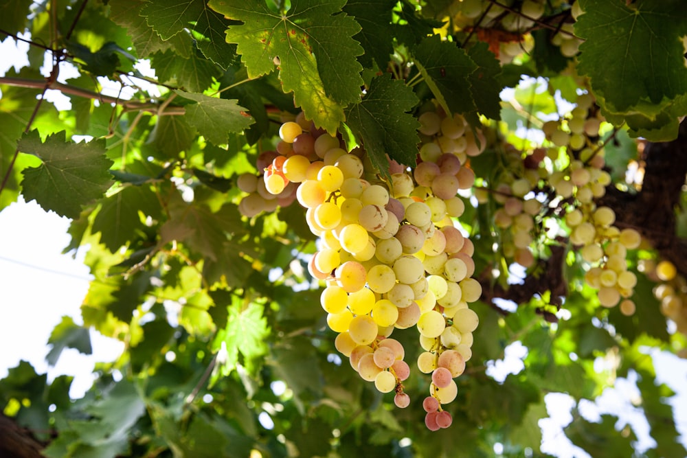 a tree with many fruits on it