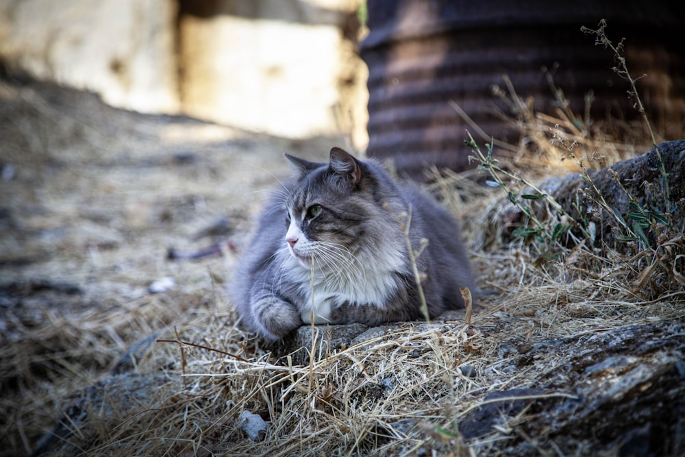 a cat lying on the ground