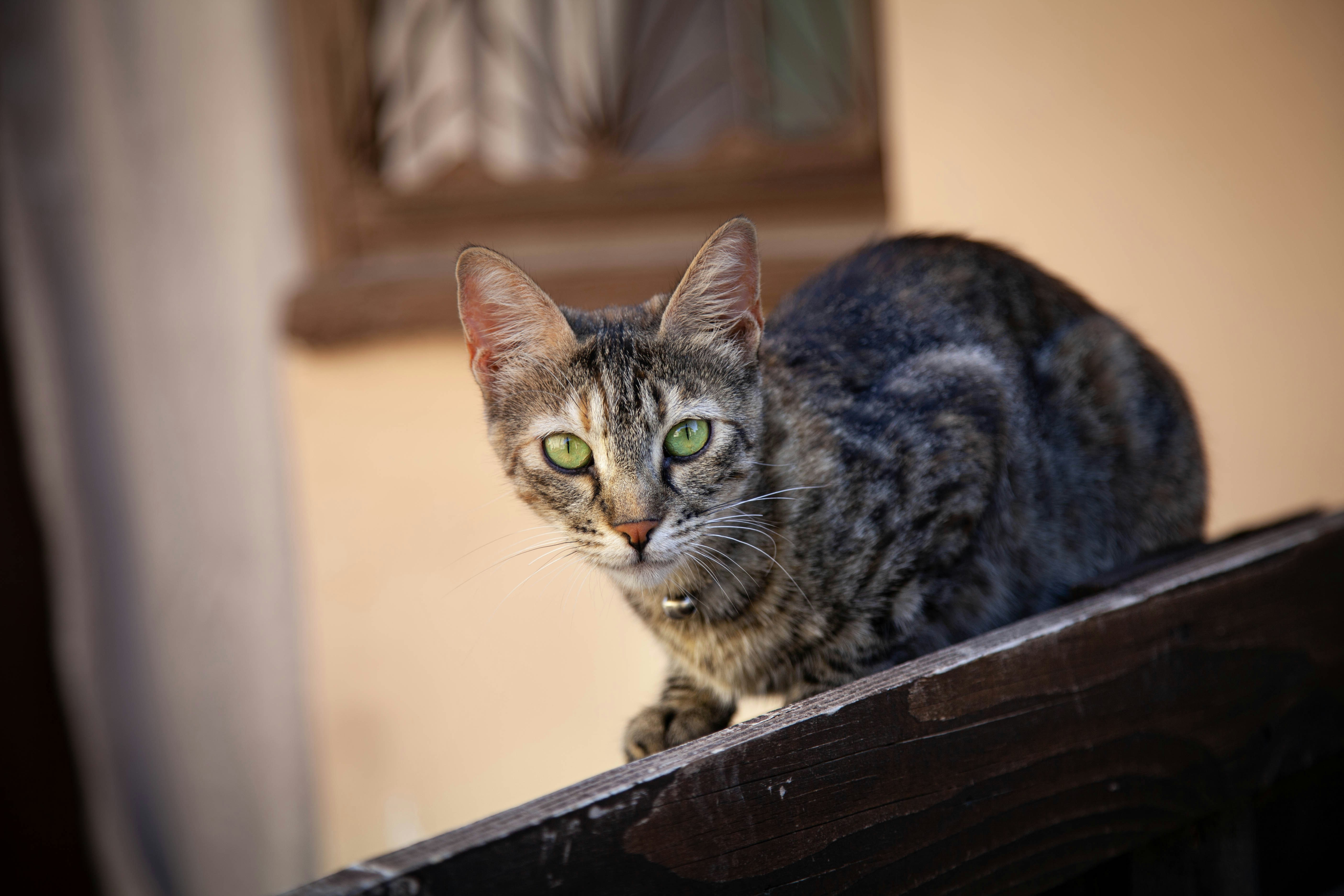 a cat sitting on a shelf