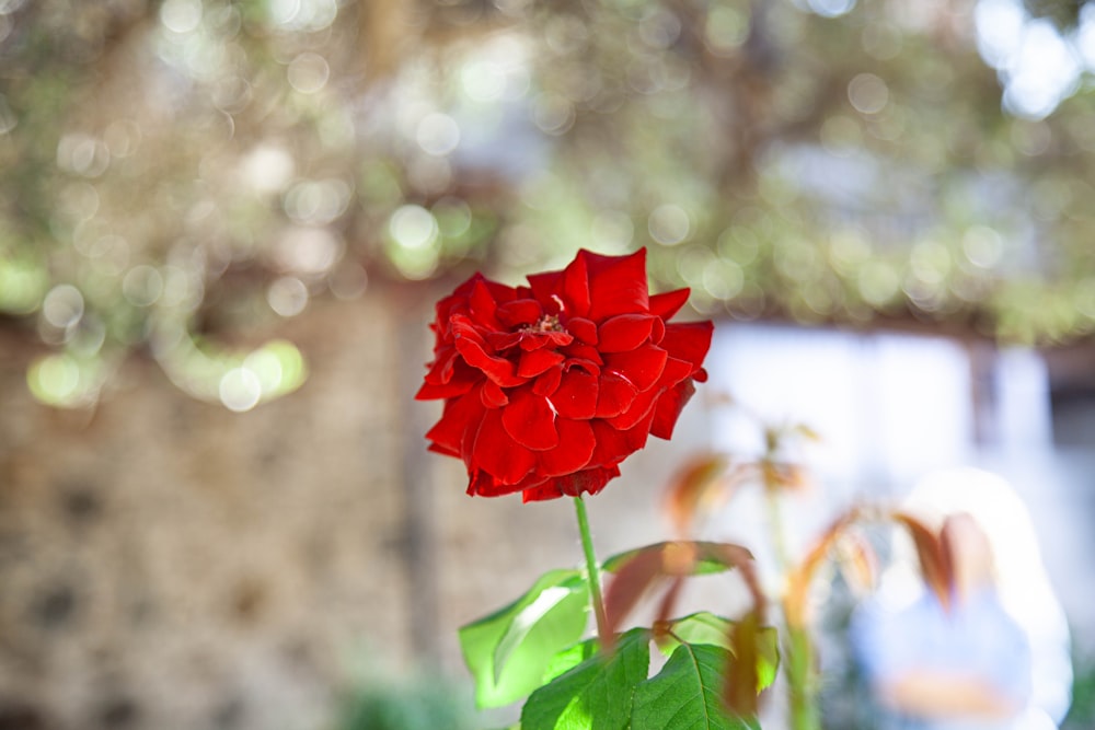 un fiore rosso con foglie verdi