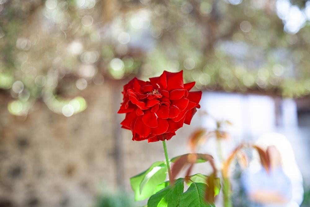 a red flower with green leaves