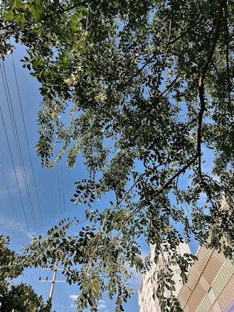 Dense green foliage covers the scene, with branches of a tree stretching across the image. The clear blue sky serves as a backdrop, and utility lines run diagonally alongside the upper portion of the view. A building on the right displays a grid-like pattern of different colored sections, adding a modern architectural element.