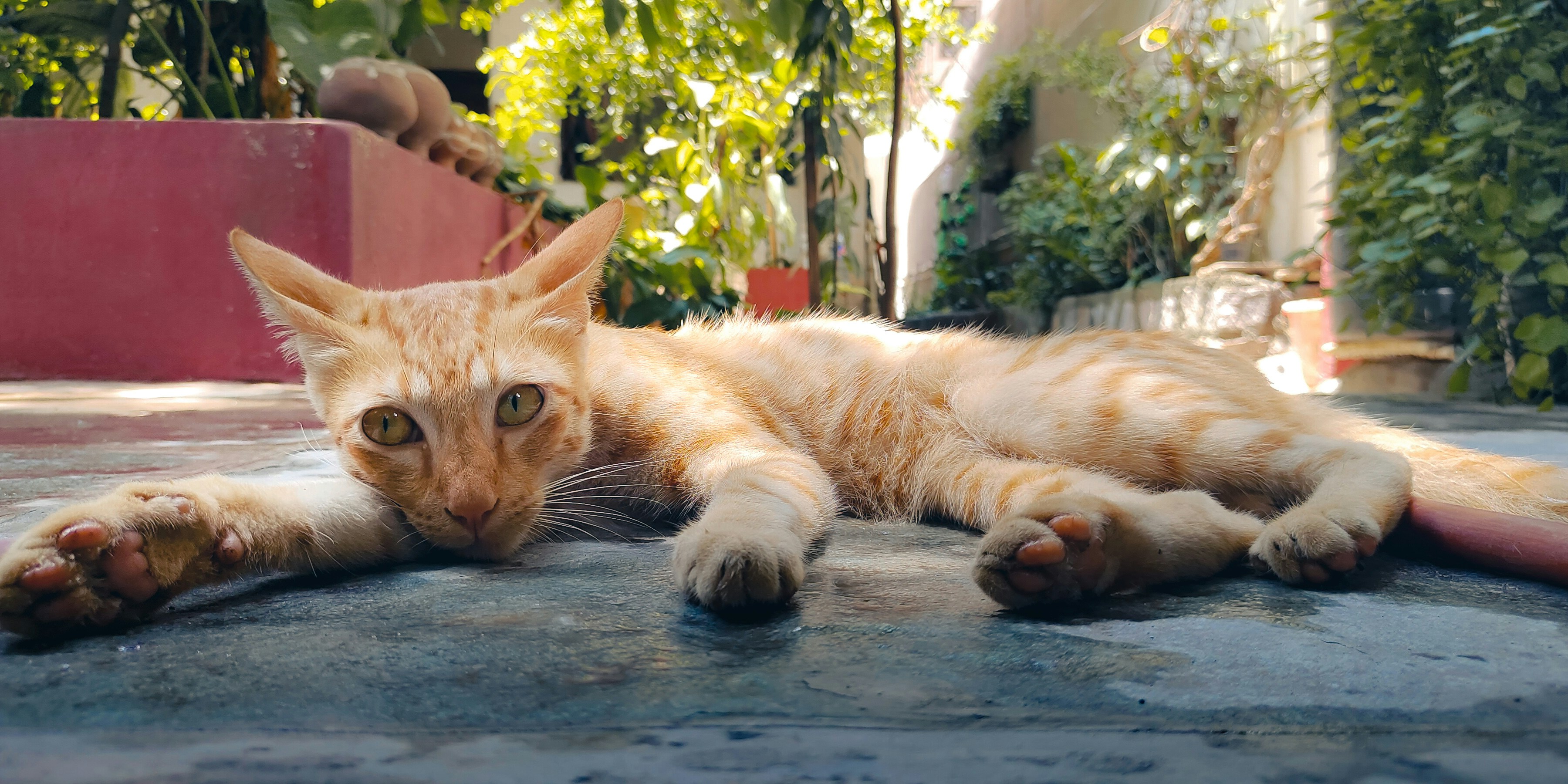 a cat lying on a wood surface
