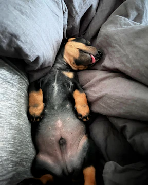 A tiny Chihuahua puppy resting comfortably on a soft blanket