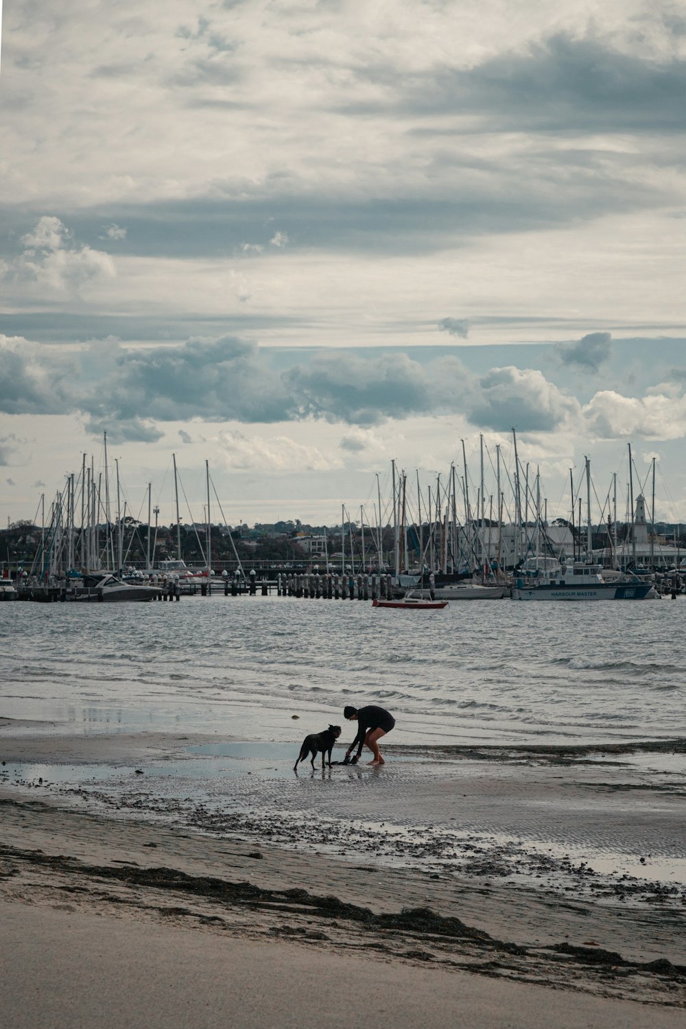 dogs playing in the water