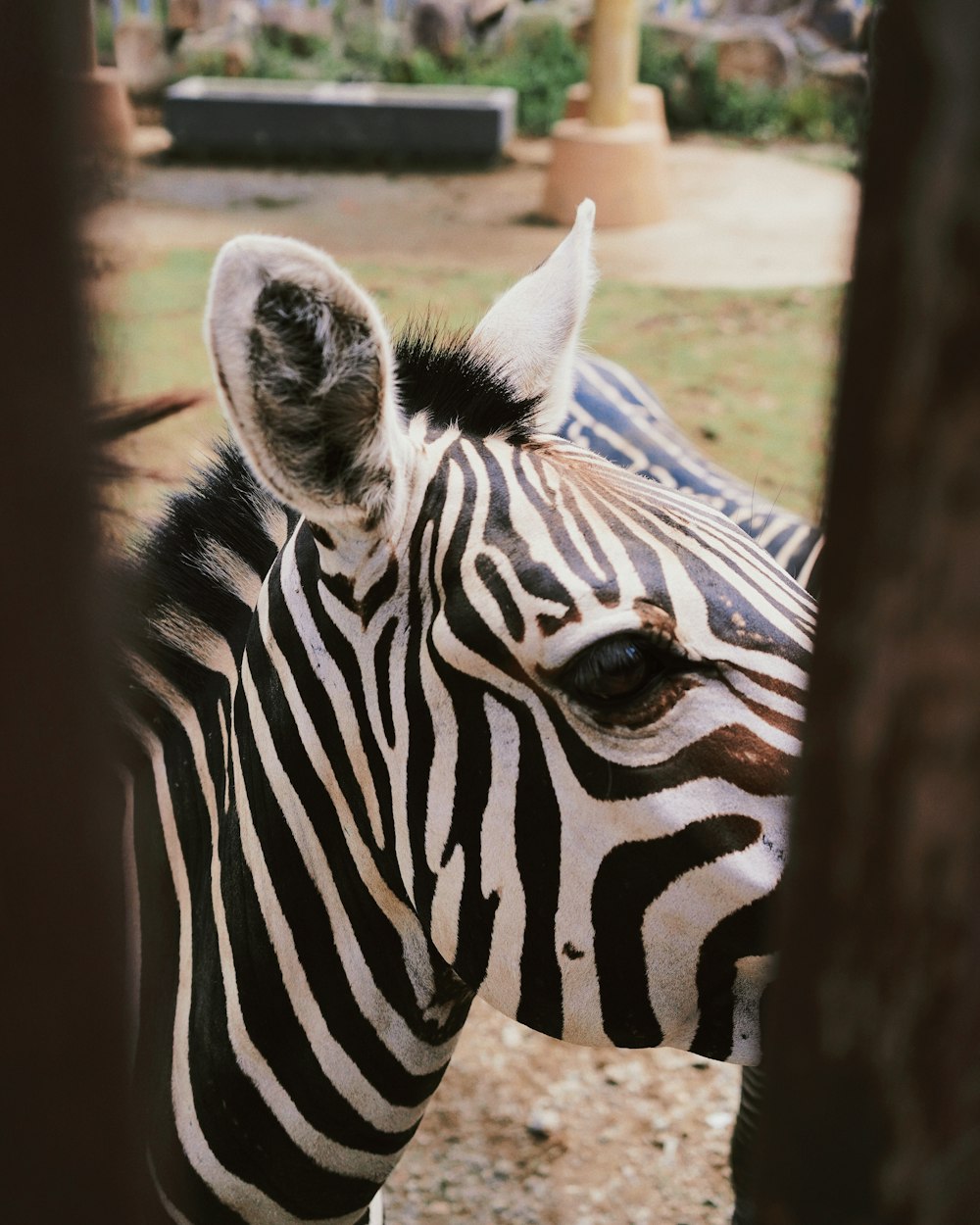 a zebra standing next to a tree