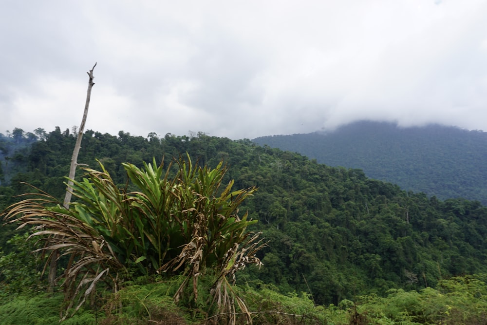 a forest with mountains in the background