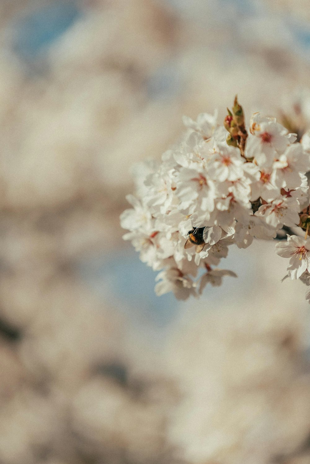 a bee on a flower