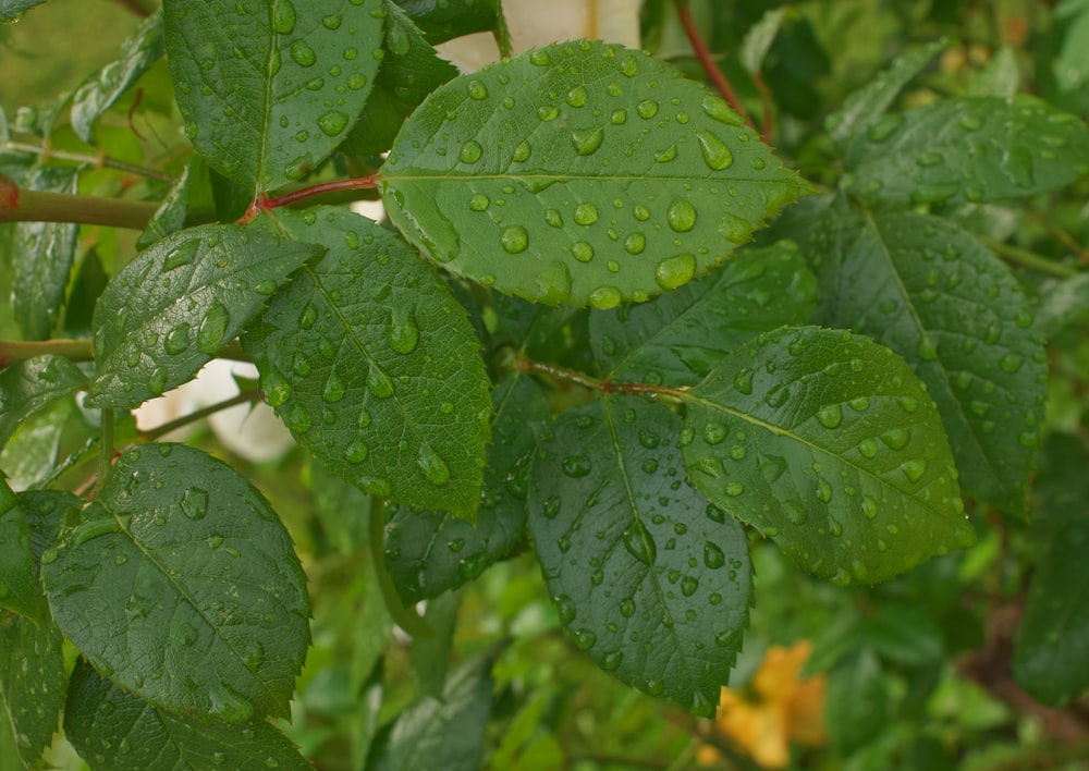 a close up of a leaf