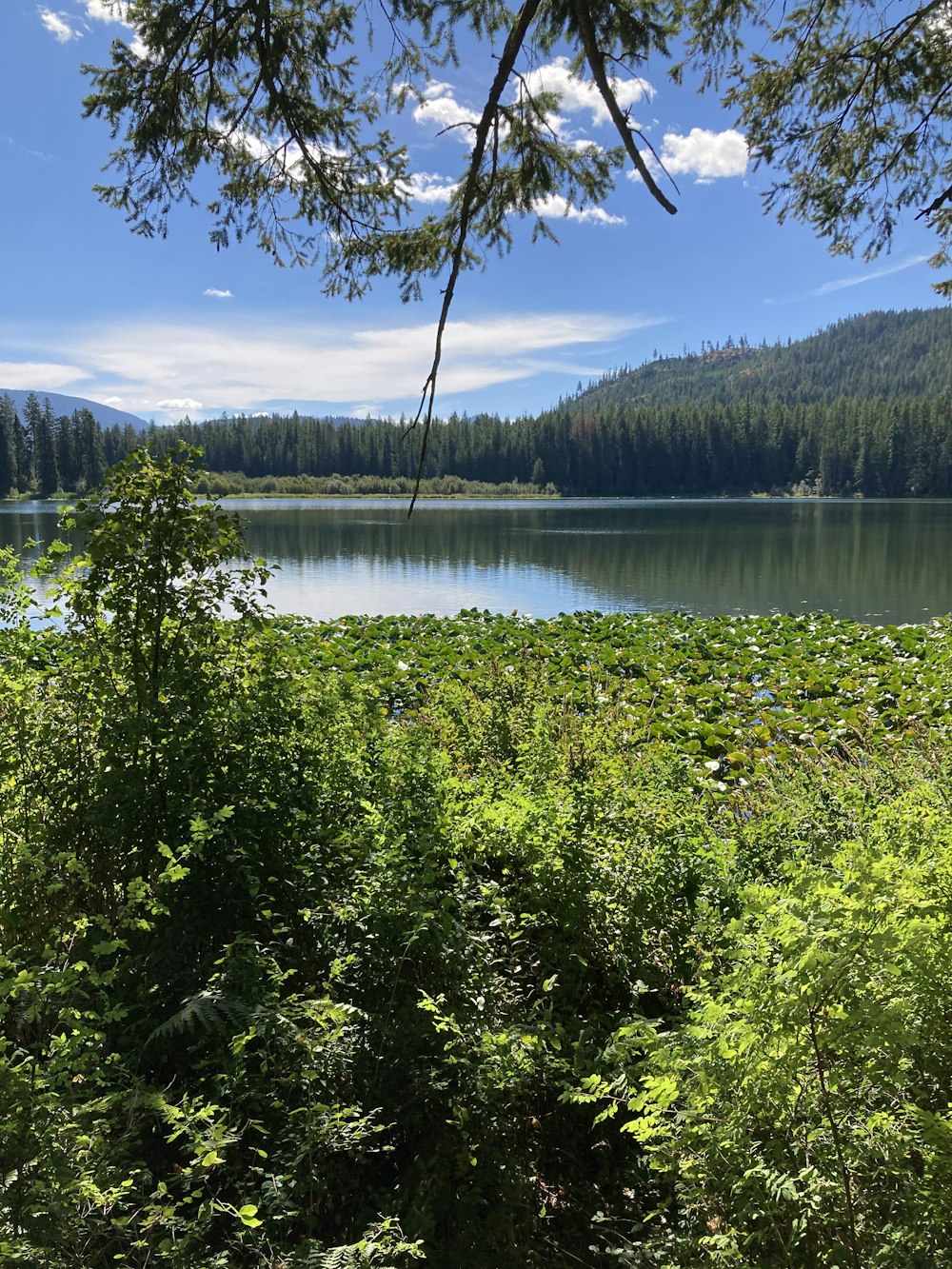 a lake surrounded by trees