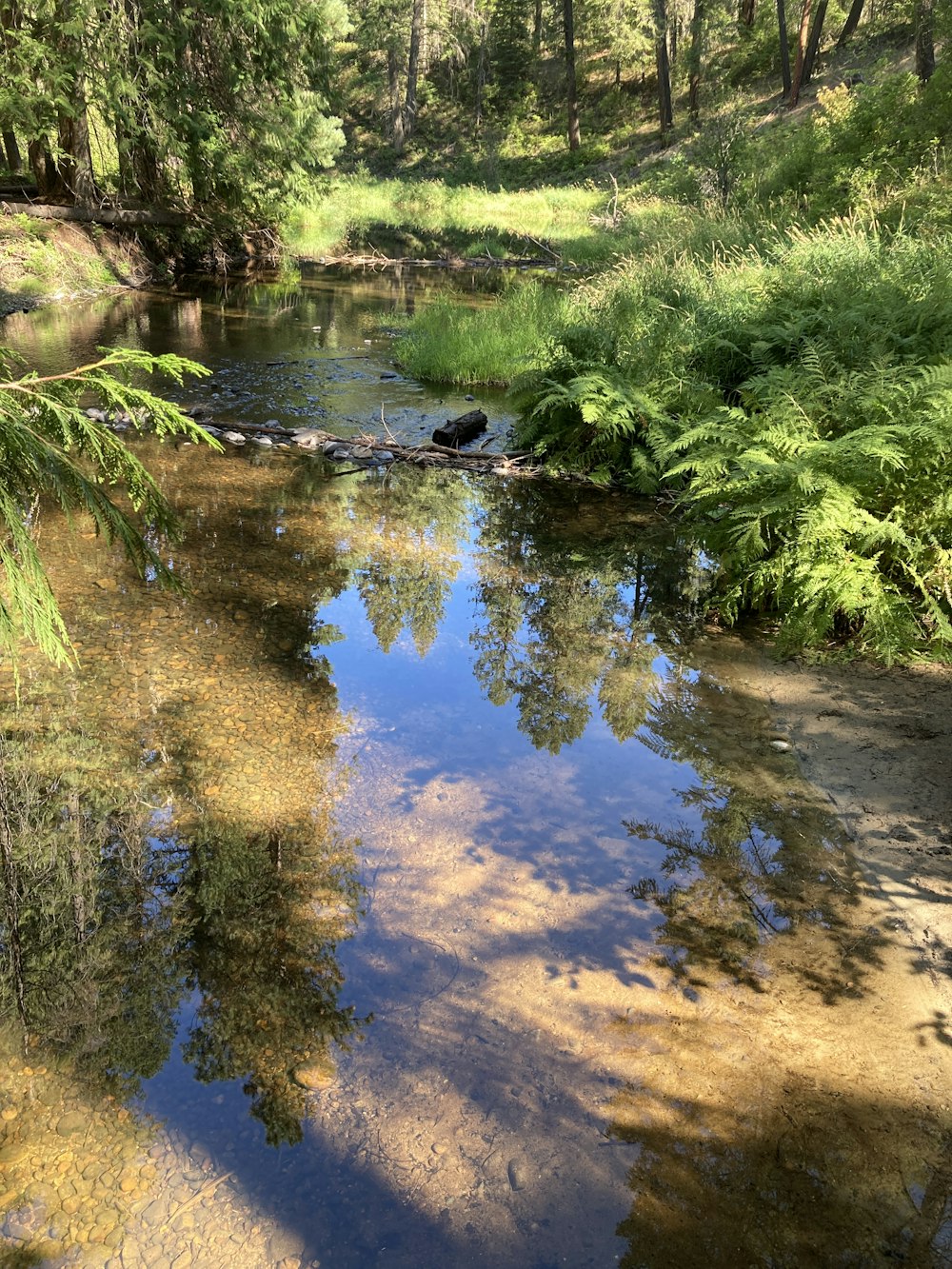 a stream in a forest