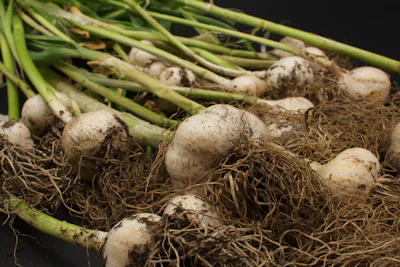 Garlic Lahsun Farming India Commercial Guide