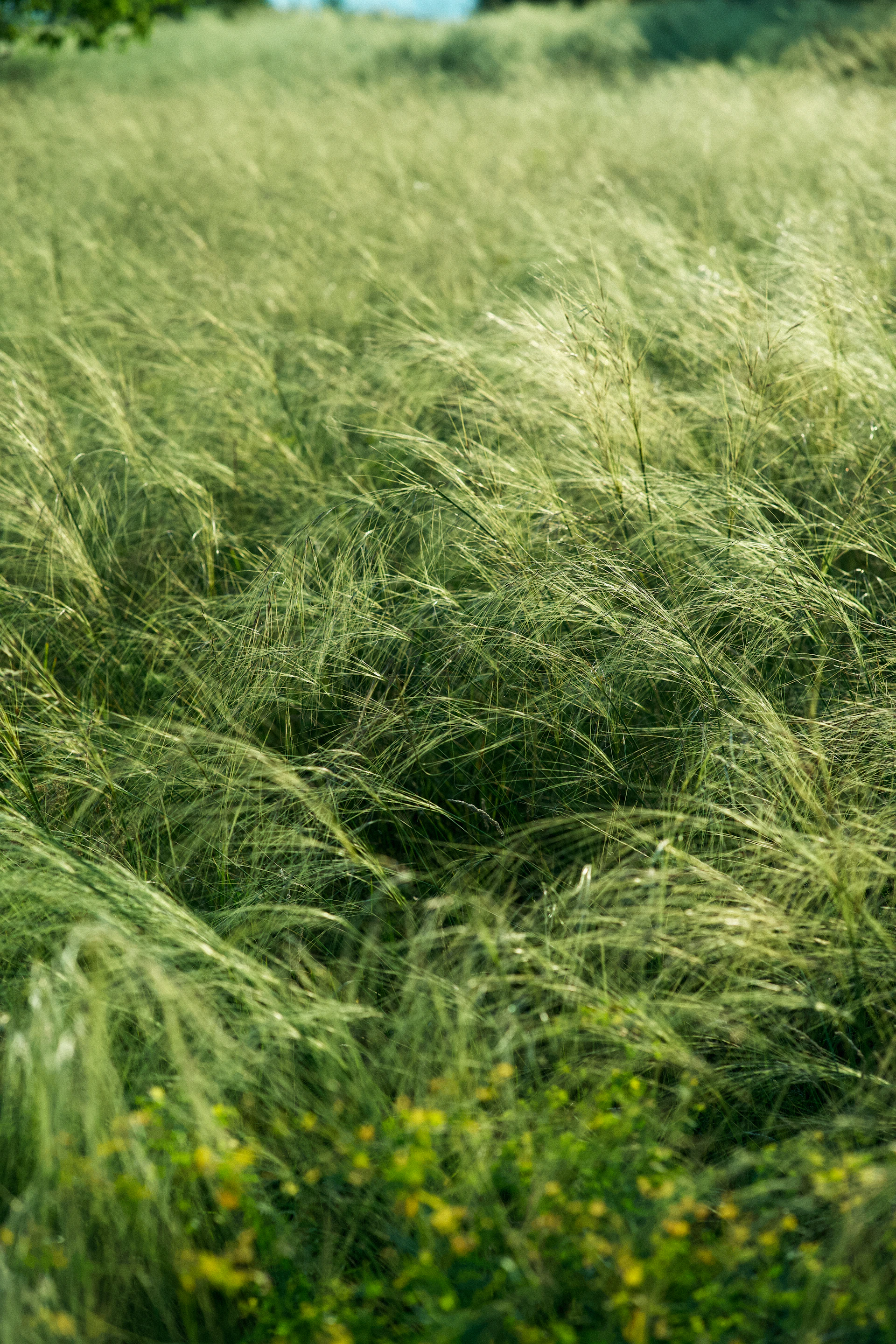 a field of tall grass