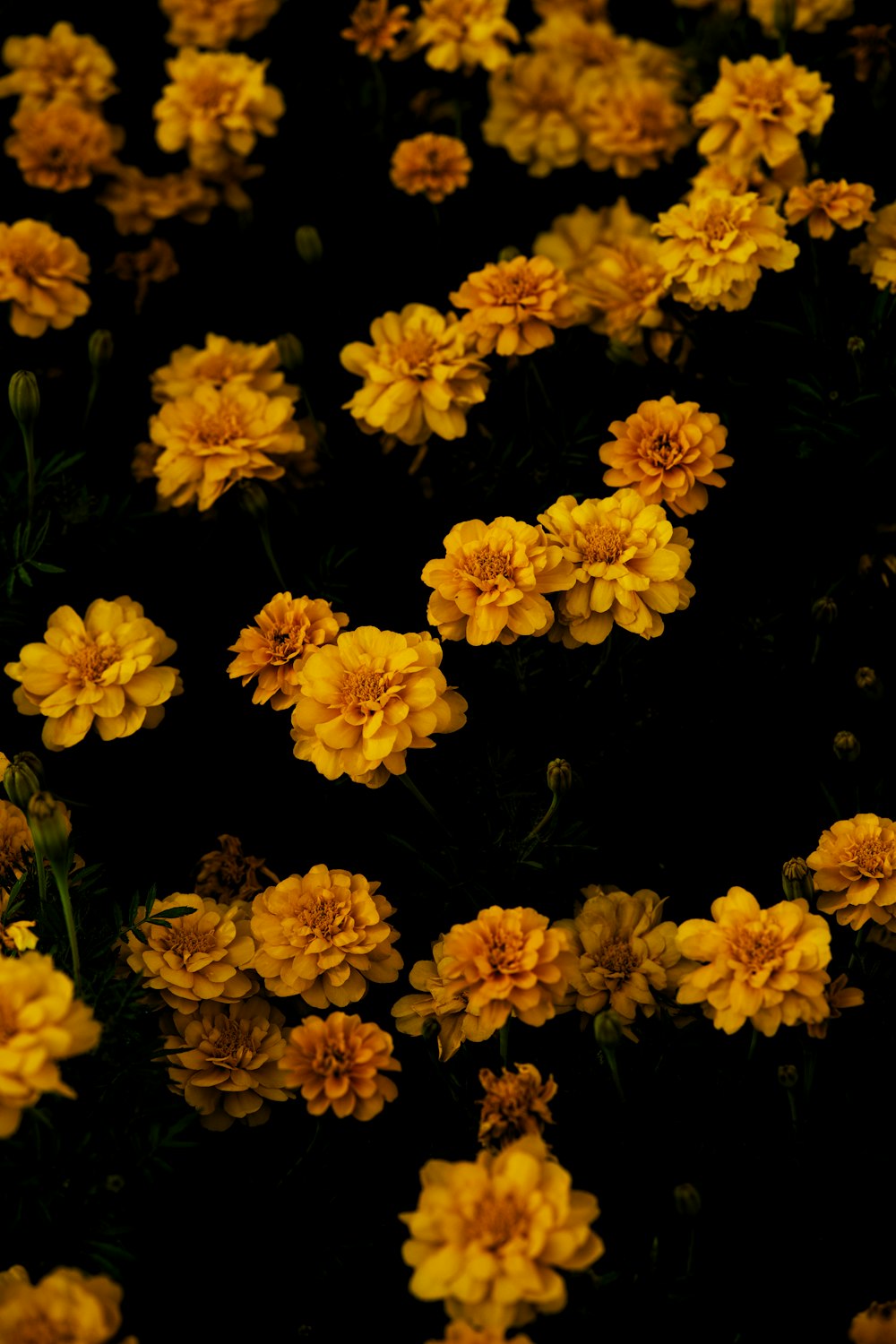 a group of yellow flowers