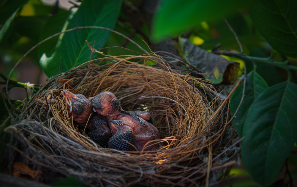 a nest with baby birds