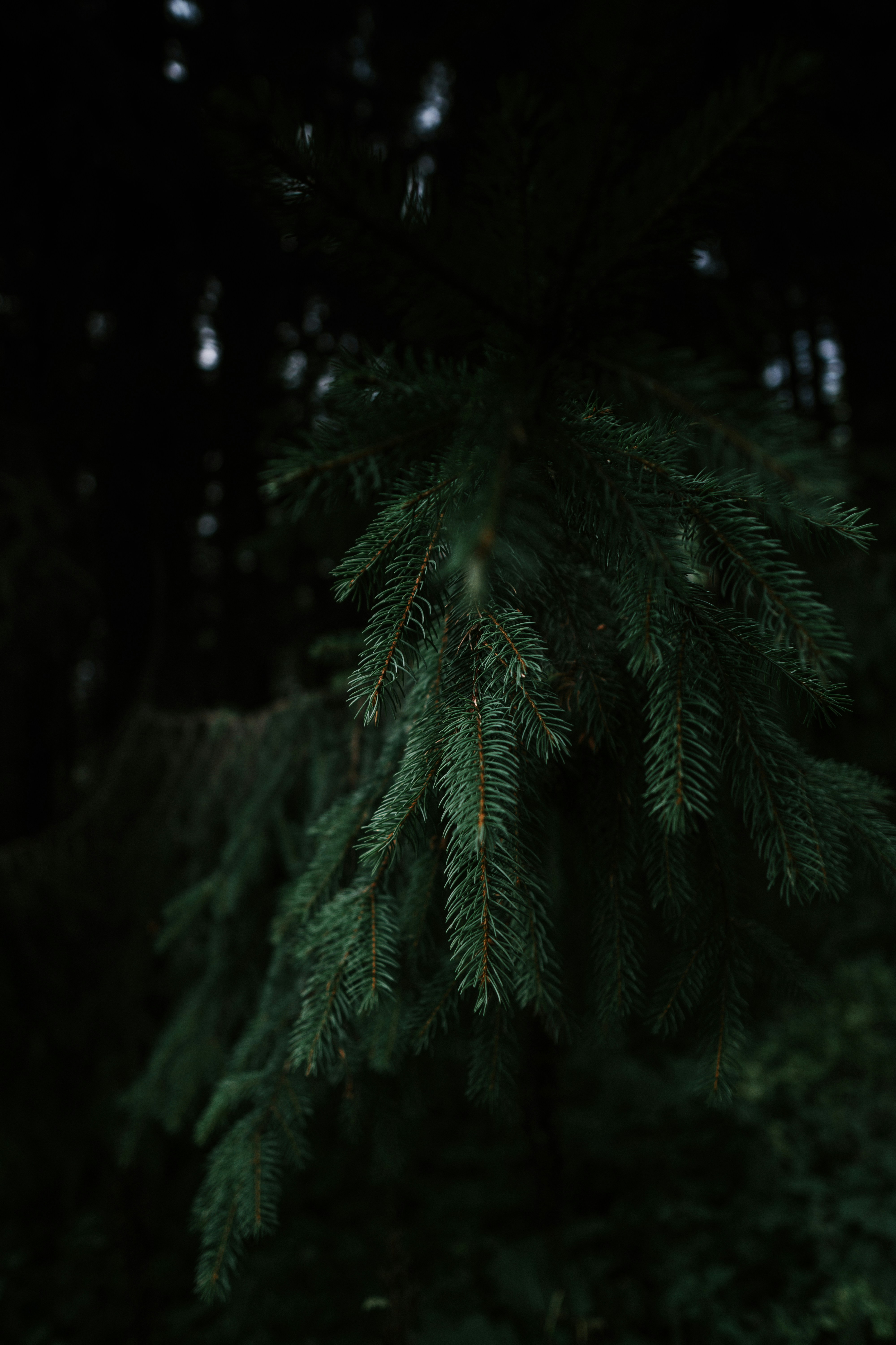 Photo by androwv
