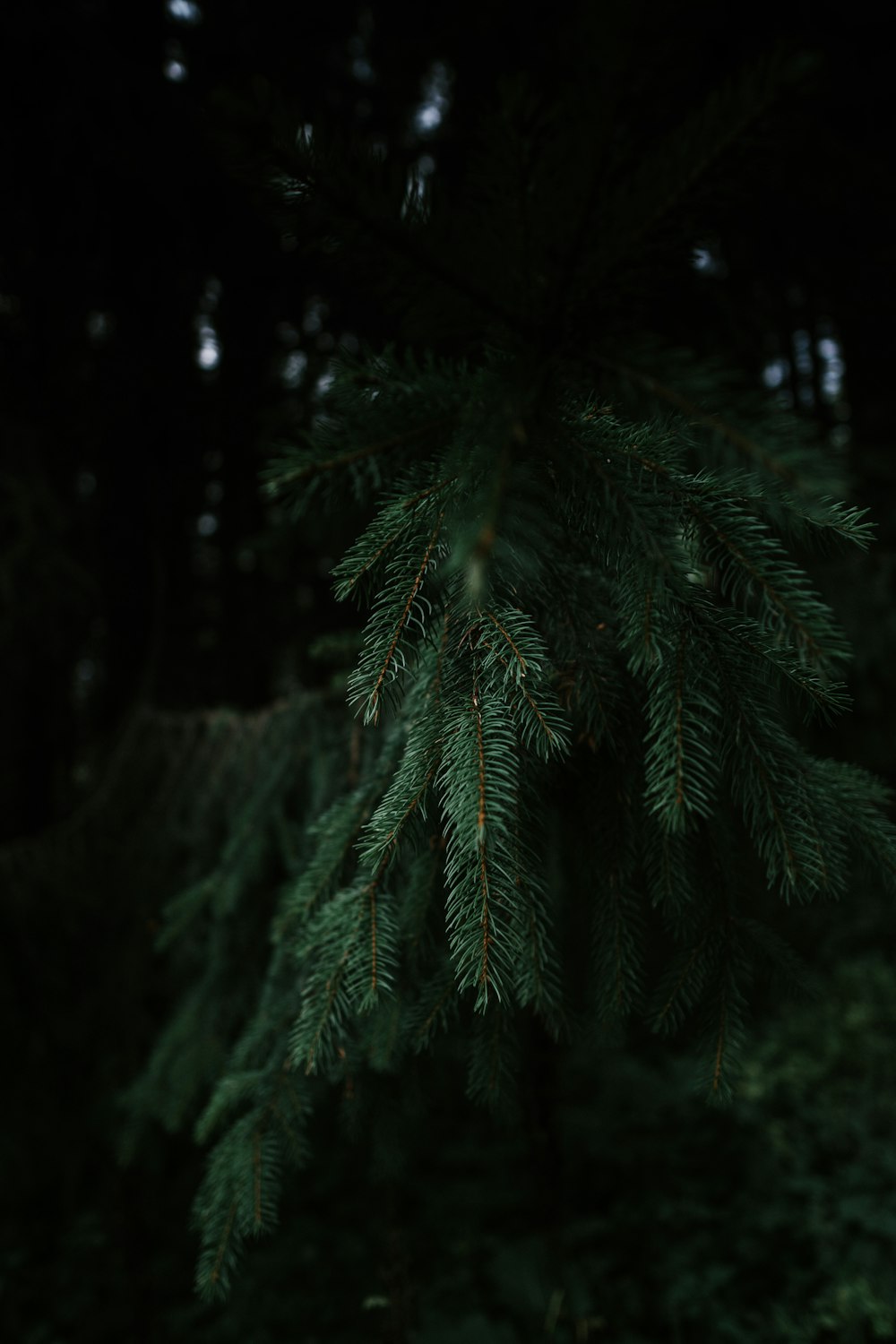 a close-up of a tree