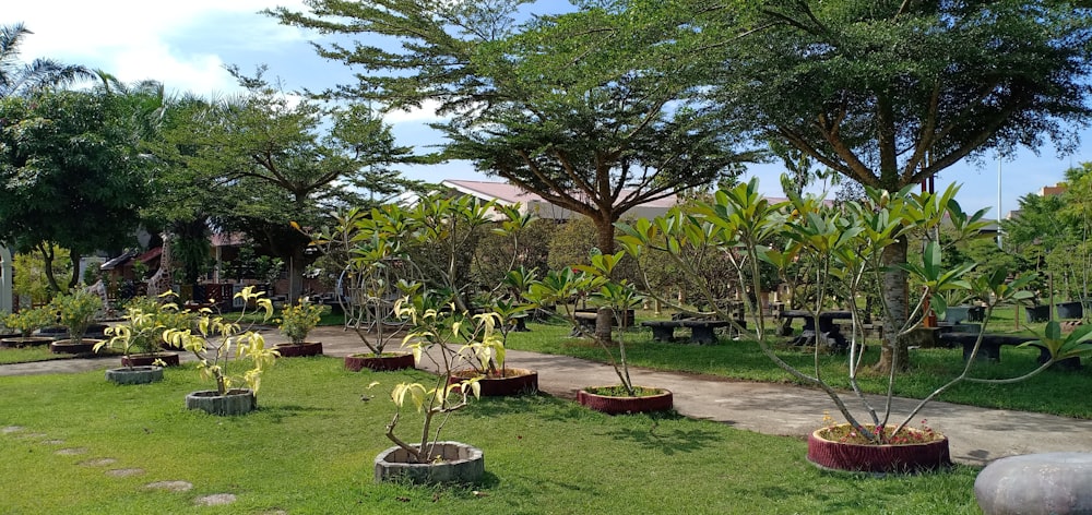 a yard with trees and plants