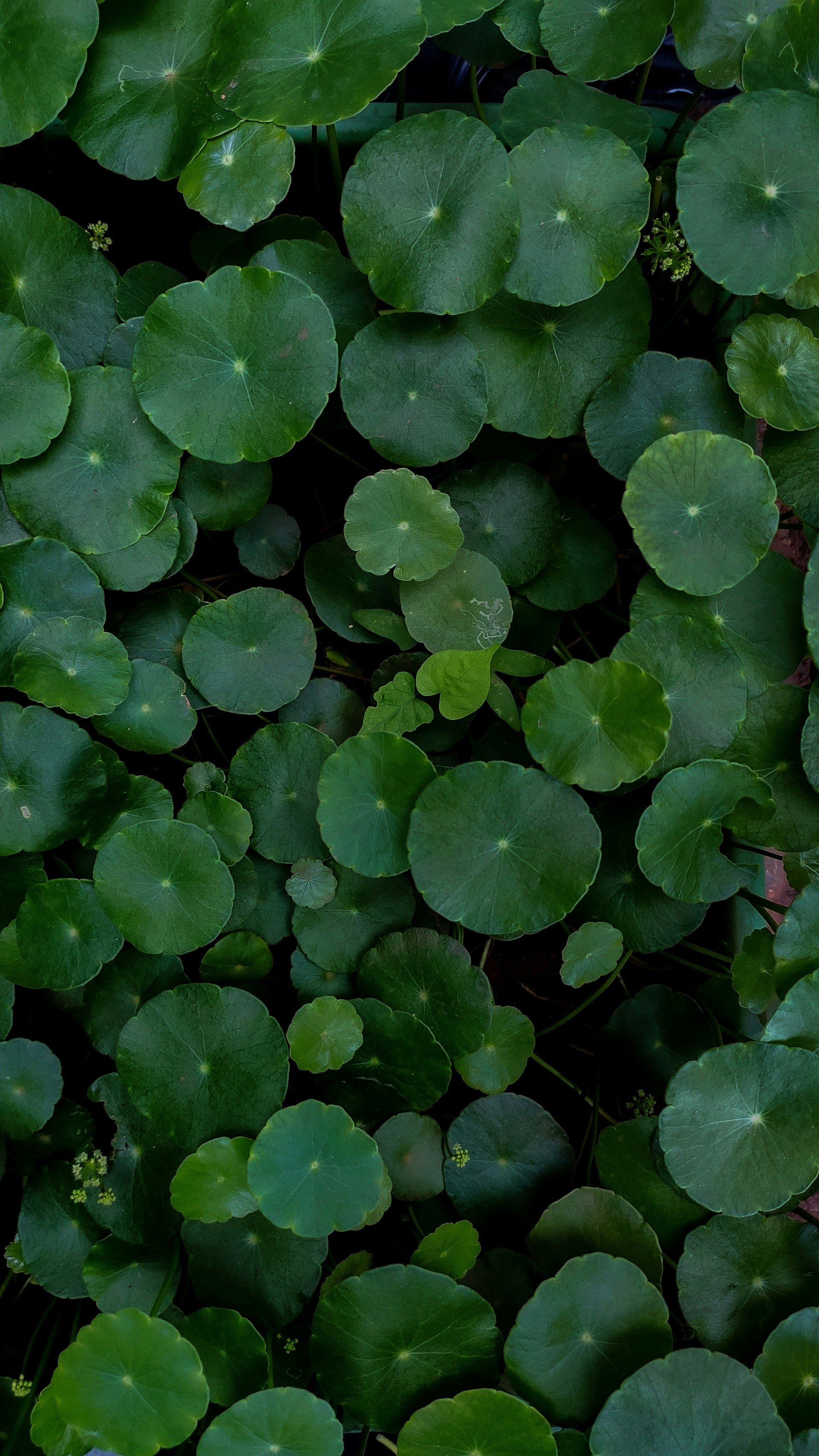 a group of green leaves
