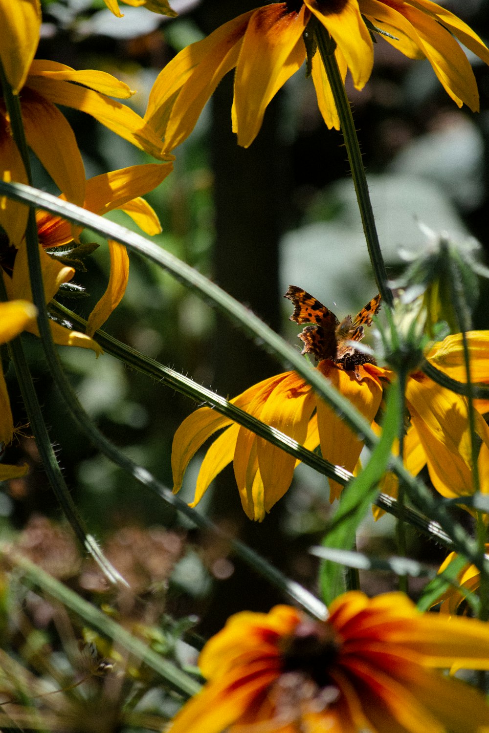 a close up of yellow flowers