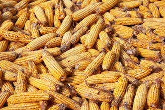a pile of corn