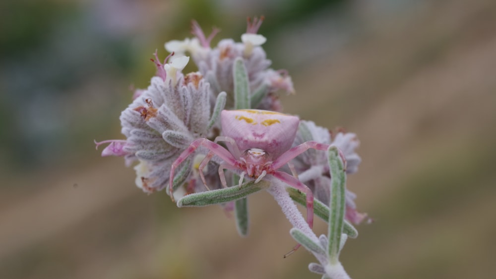 a close up of a flower