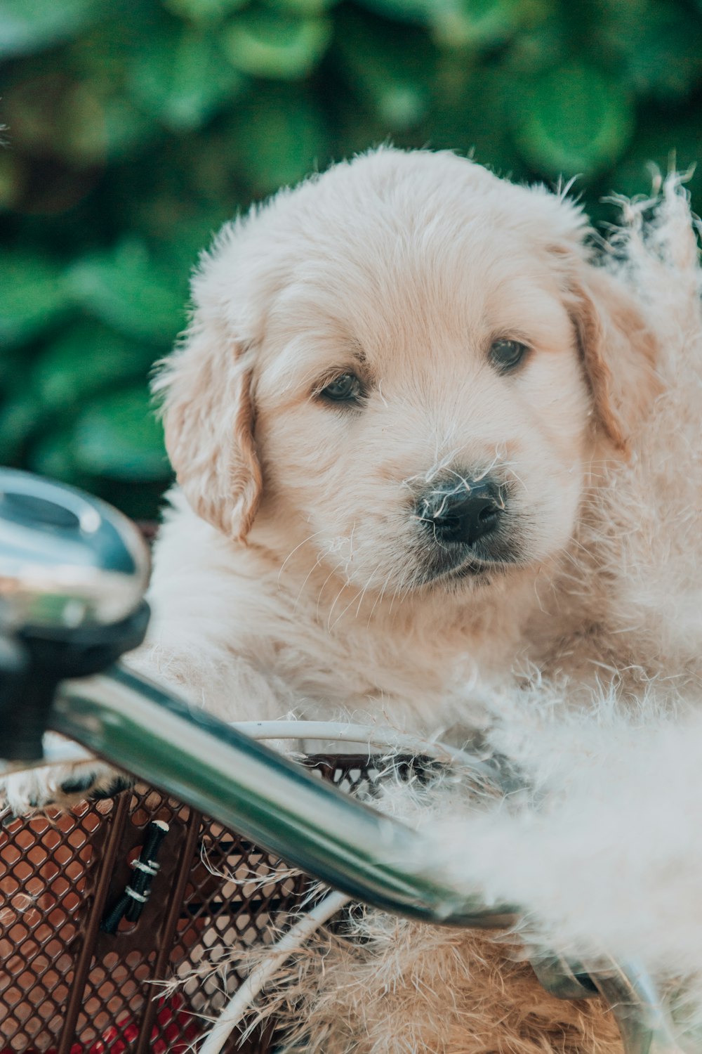 a dog sitting on a chair