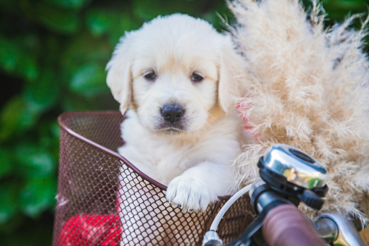 Filhote de Golden Retriever de pelagem creme bem clara dentro de uma cesta de bicicleta