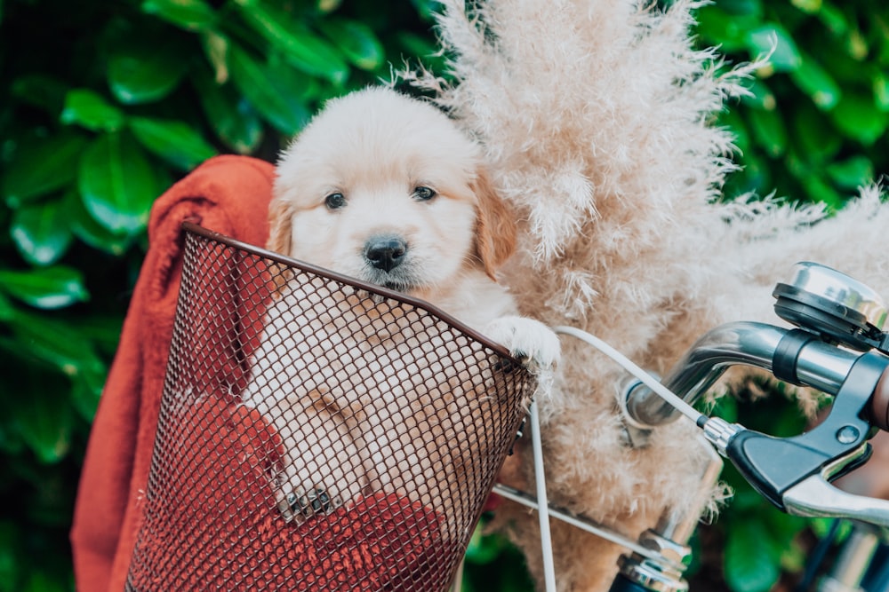 a dog in a basket