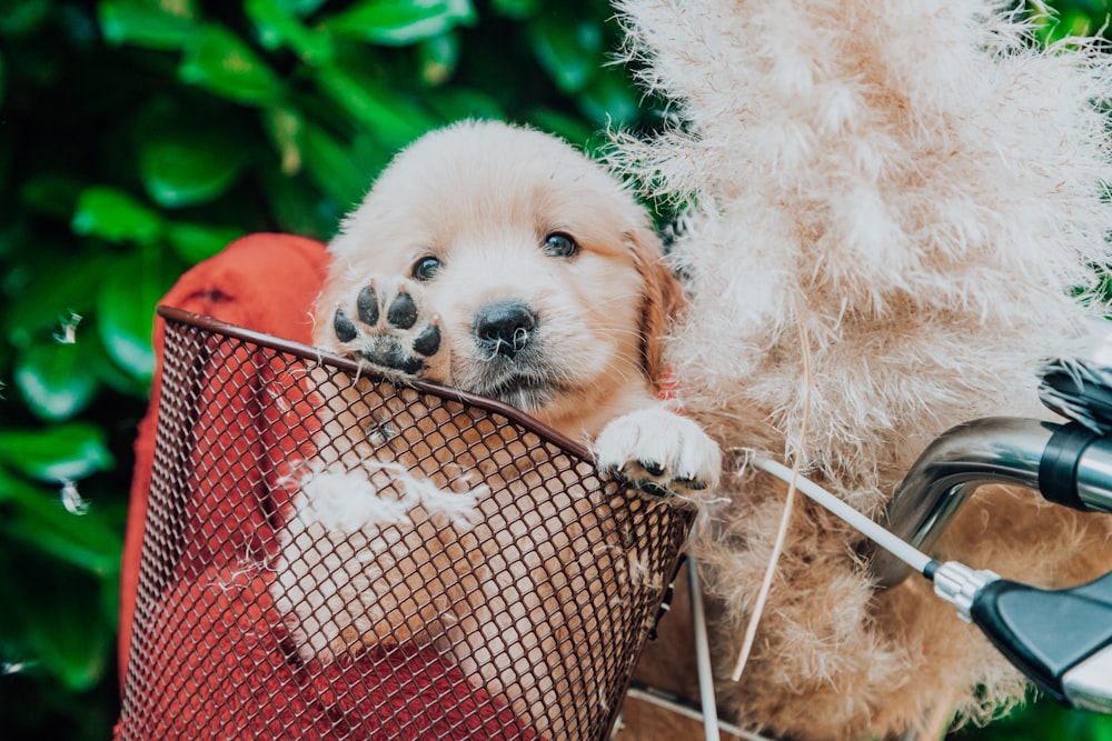 a dog on a bicycle