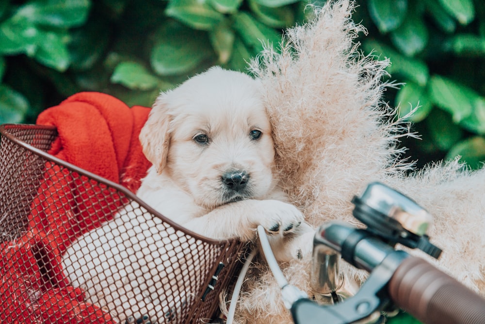 ひもにつないだ犬