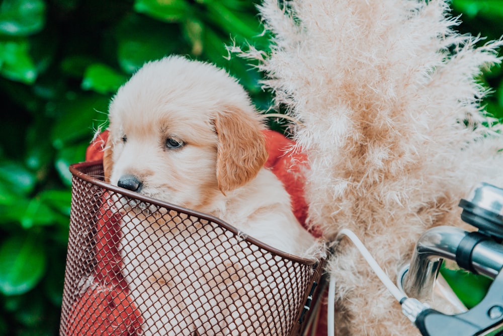 a dog in a basket