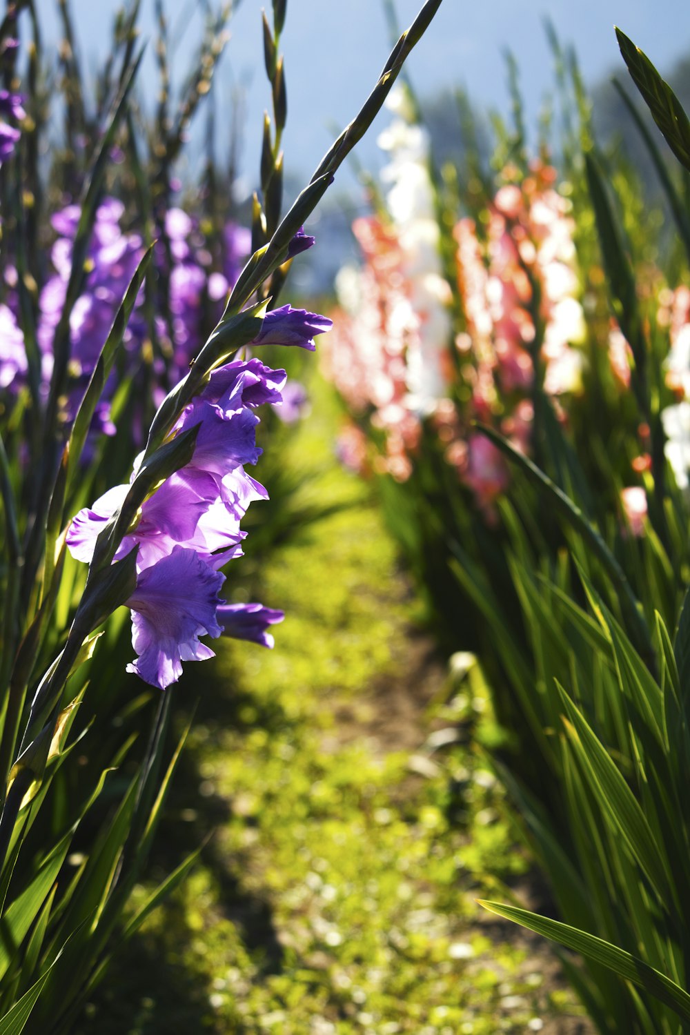 a close up of purple flowers