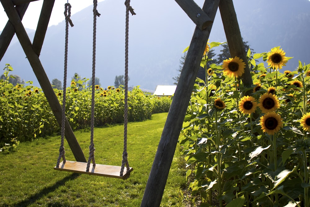 Sonnenblumen, die auf einem Feld wachsen