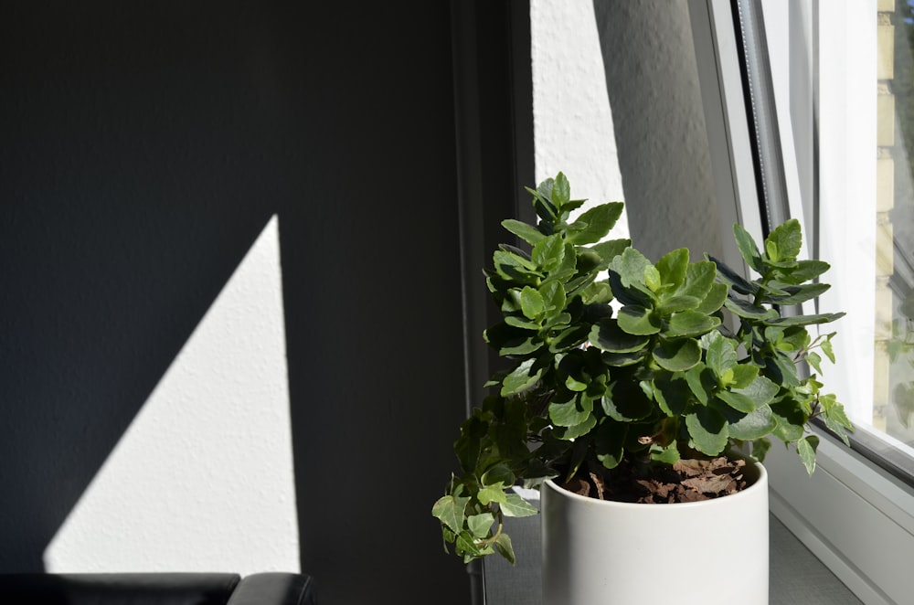 a potted plant in a window
