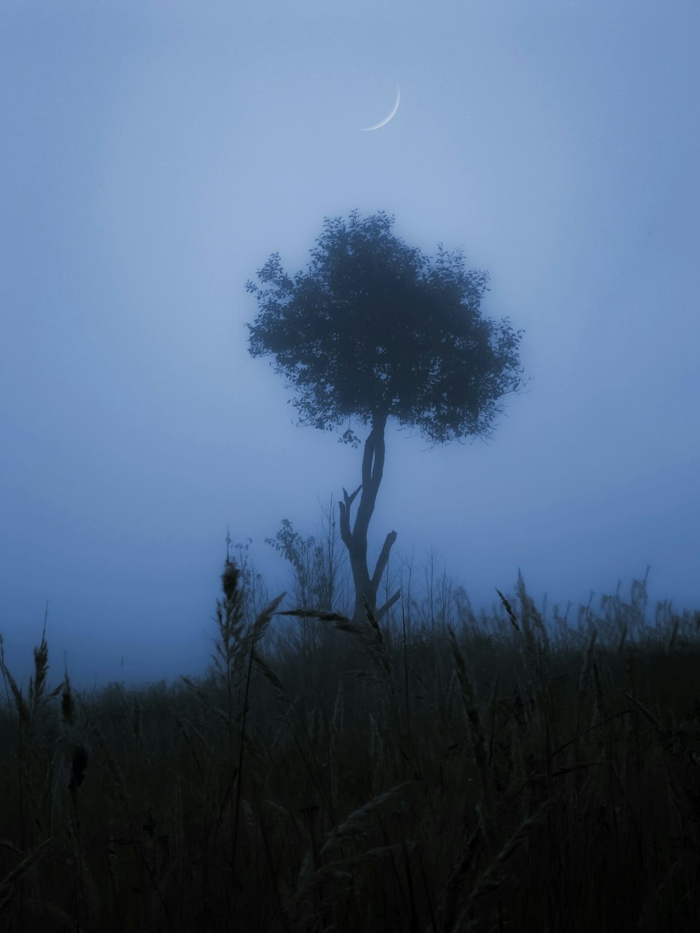 a tree in a field